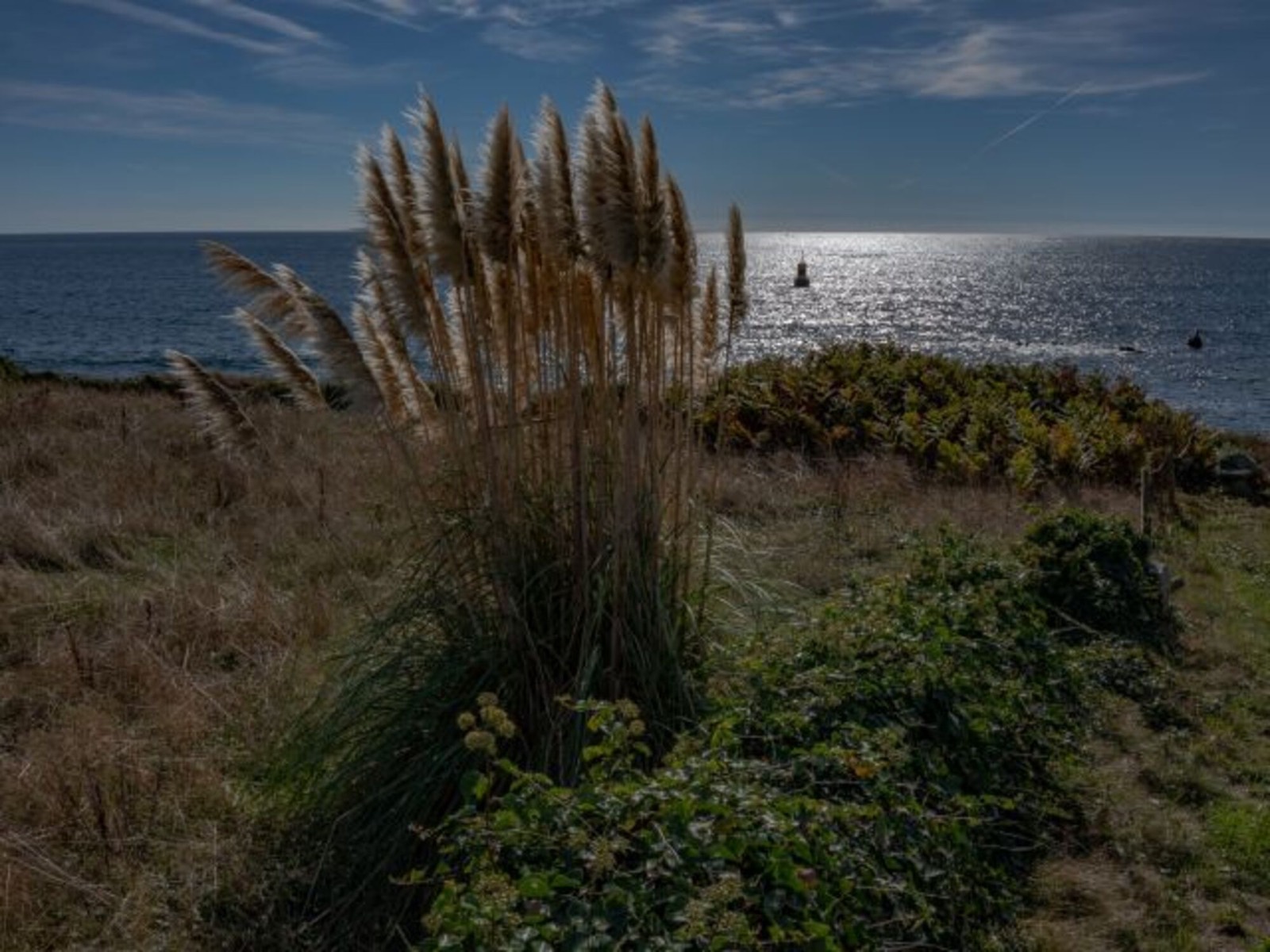 Küste mit Pampasgras und glitzerndem Meer
