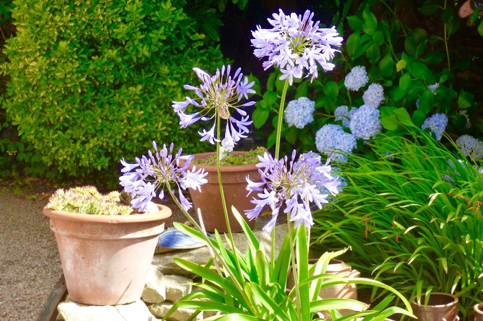 Agapanthus auf der Terrasse