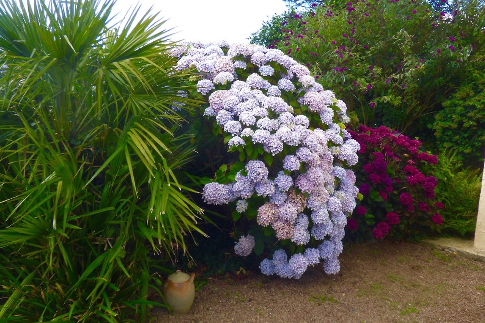 Garten mit Palme und Hortensien