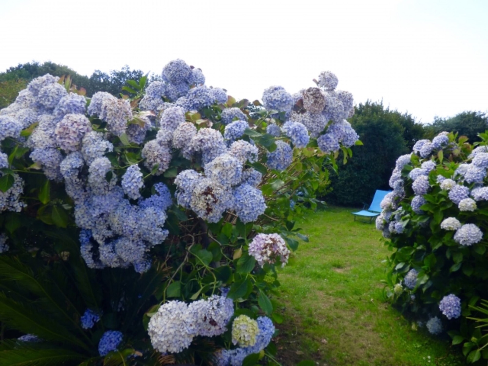 Blaue Hortensien im Garten